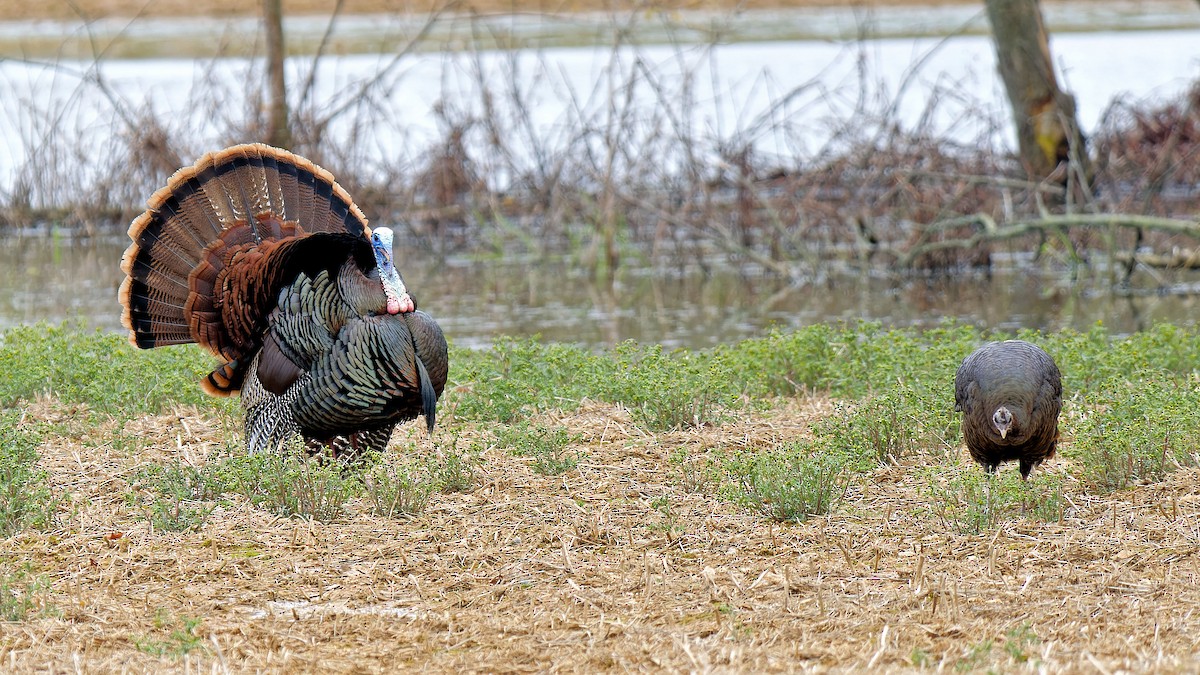 Wild Turkey - ML617312807