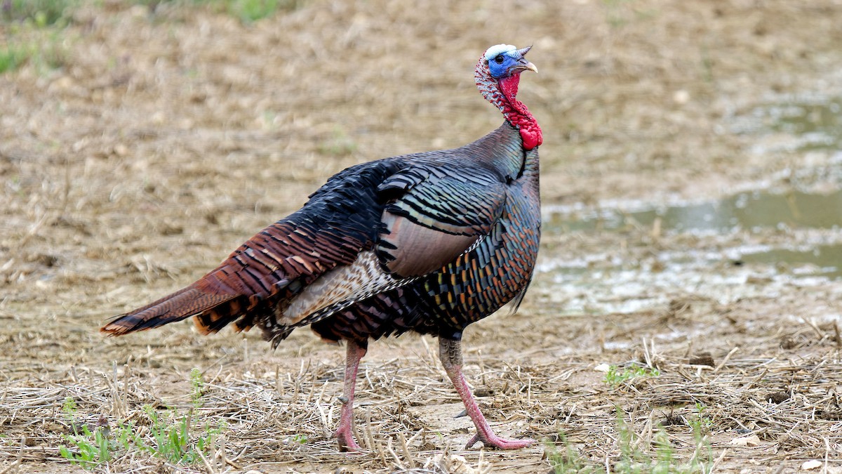 Wild Turkey - ML617312808