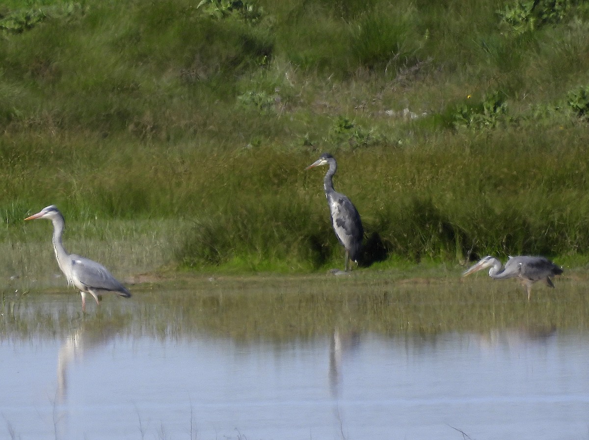 Gray Heron - Alfonso Rodrigo