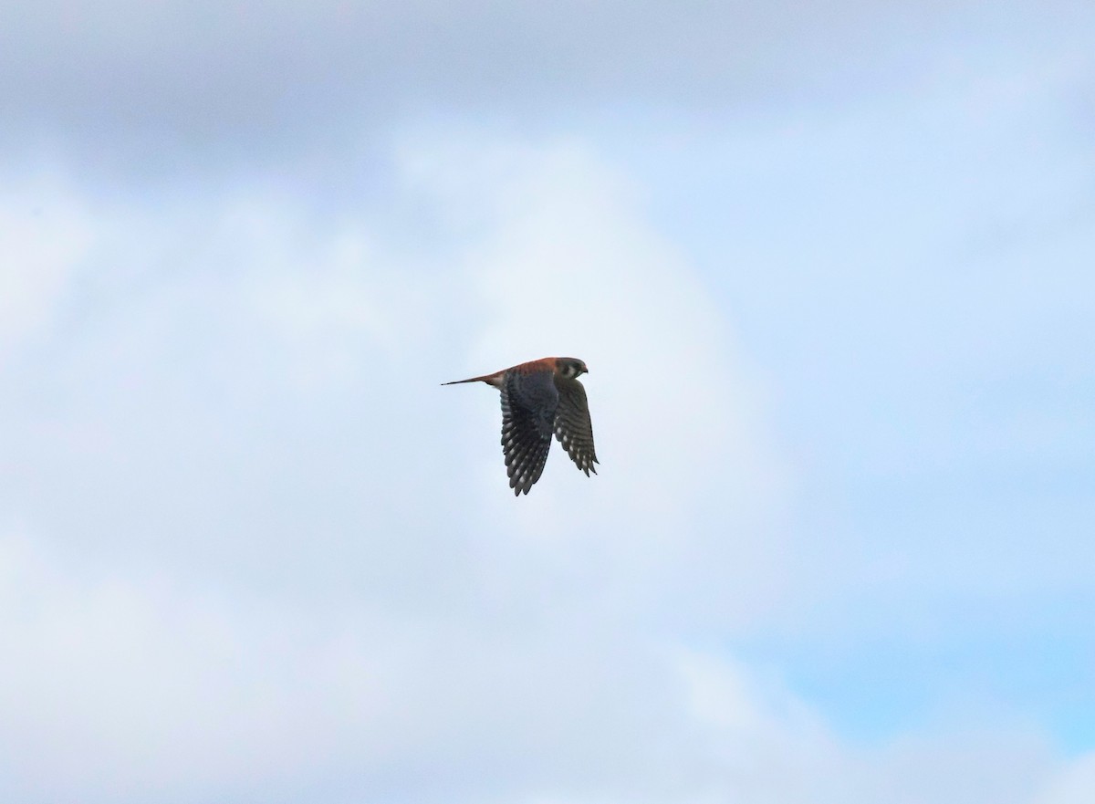 American Kestrel - Mathias Bitter