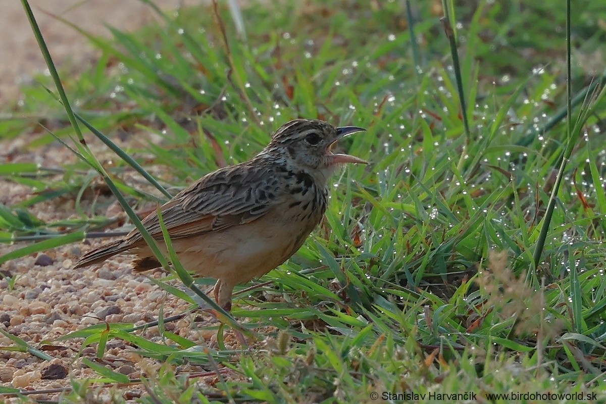 Jerdon's Bushlark - Stanislav Harvančík