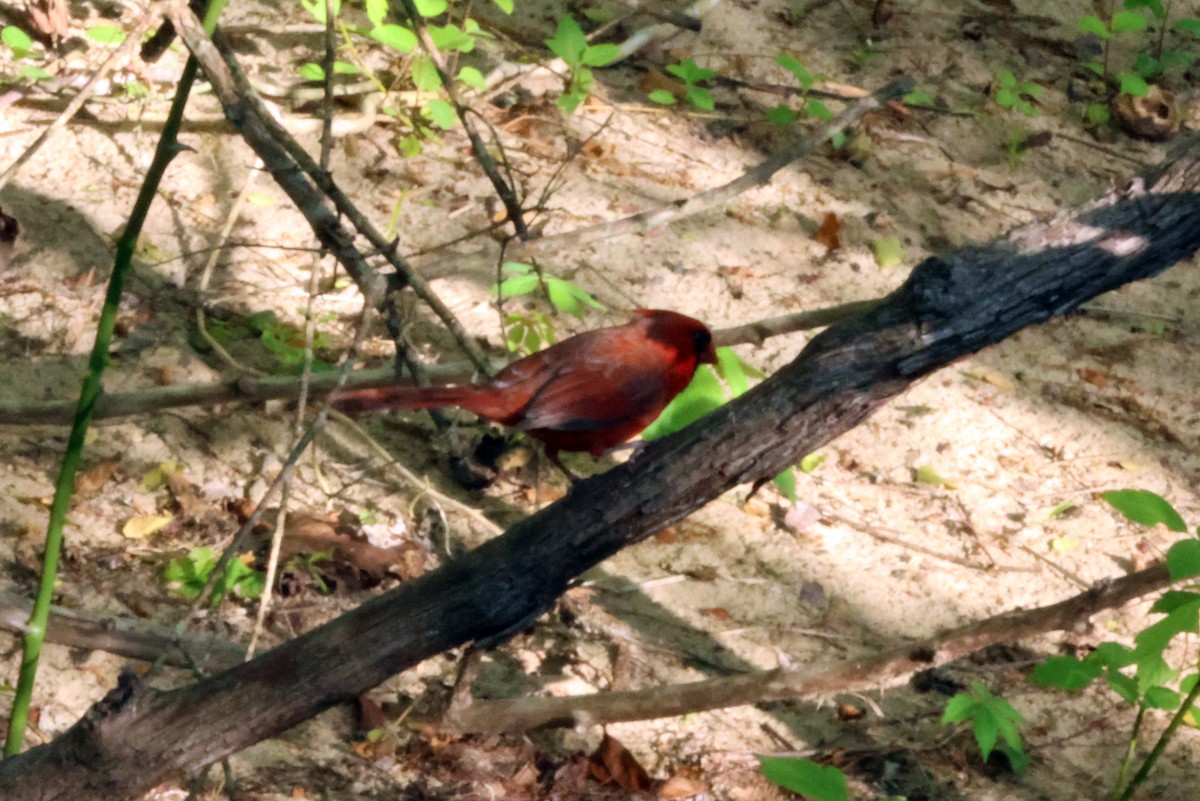 Northern Cardinal - ML617312974