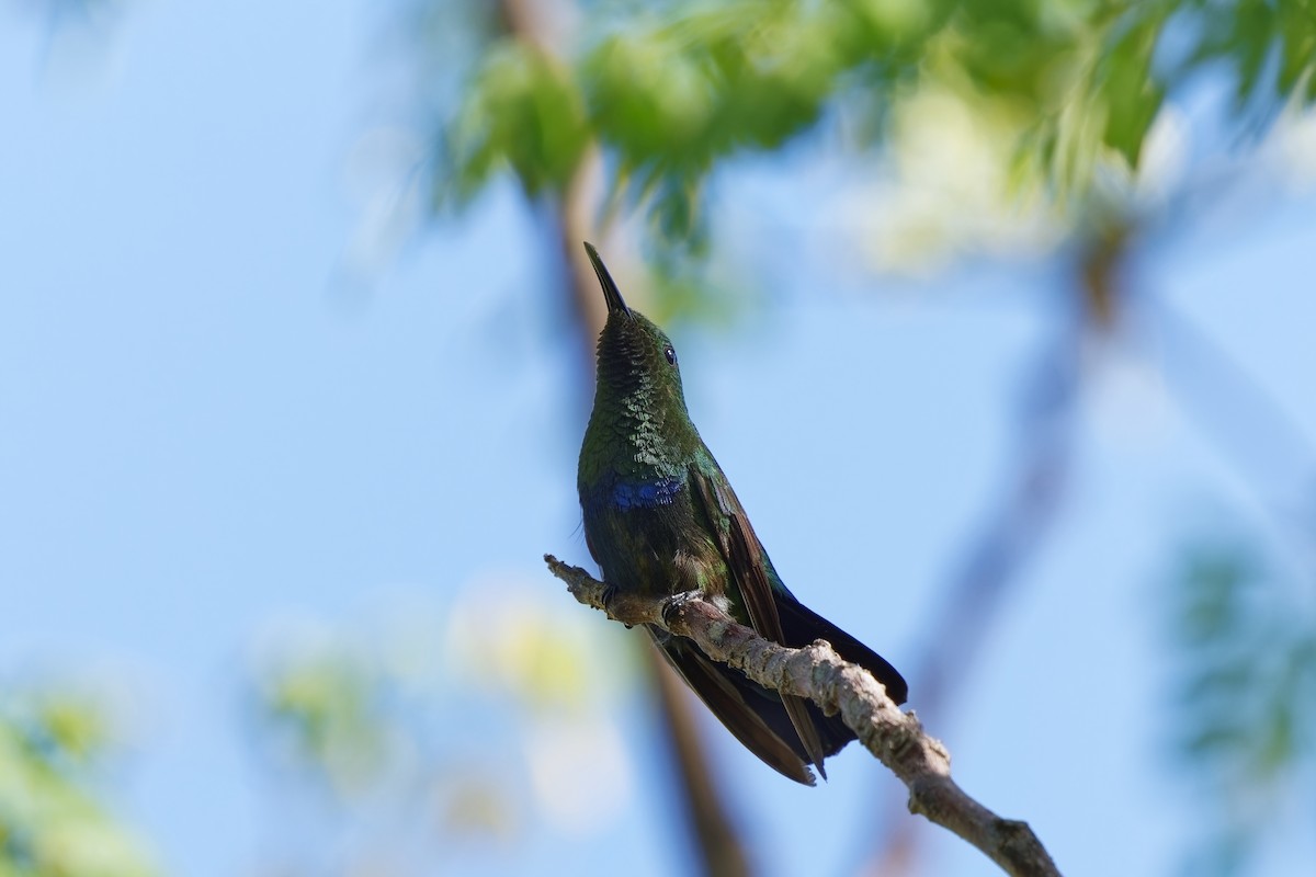 kolibřík hedvábný - ML617312993