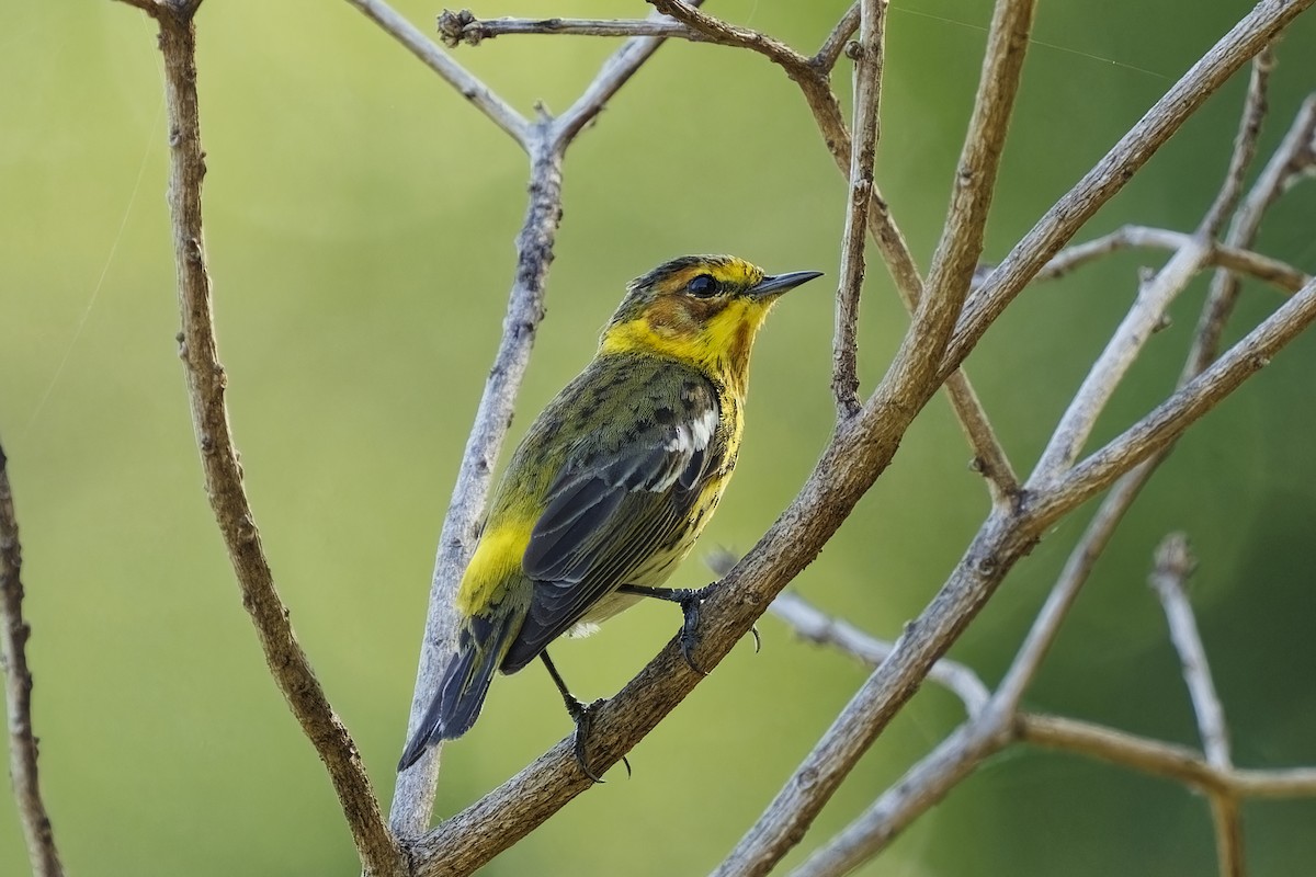 Cape May Warbler - Holger Teichmann