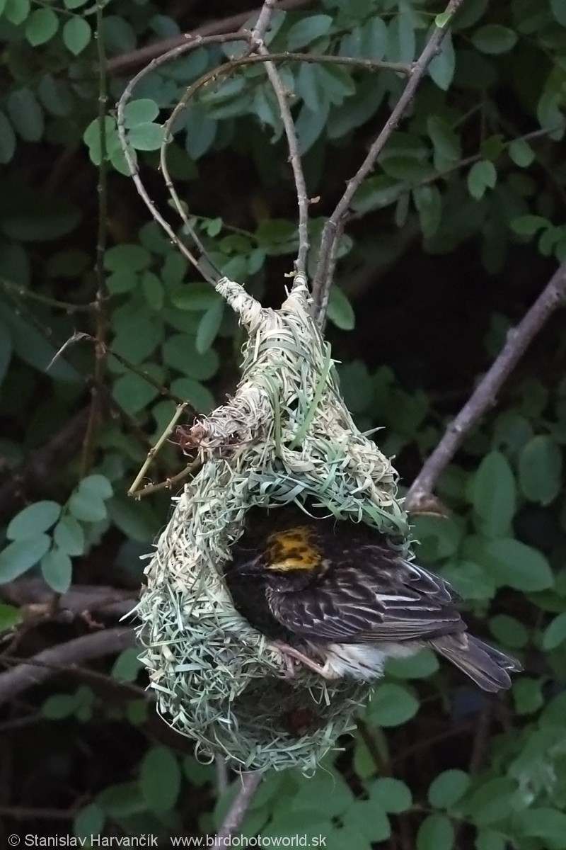 Streaked Weaver - ML617313029