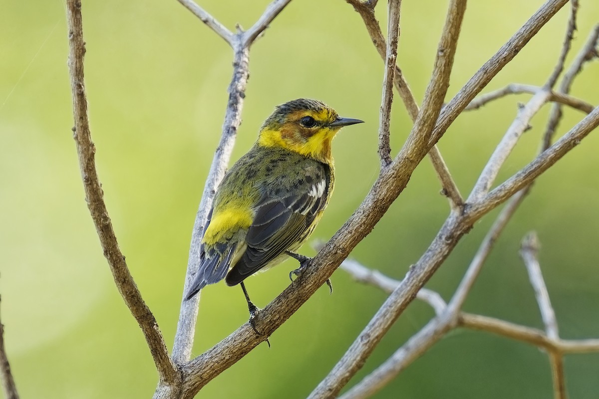 Cape May Warbler - Holger Teichmann