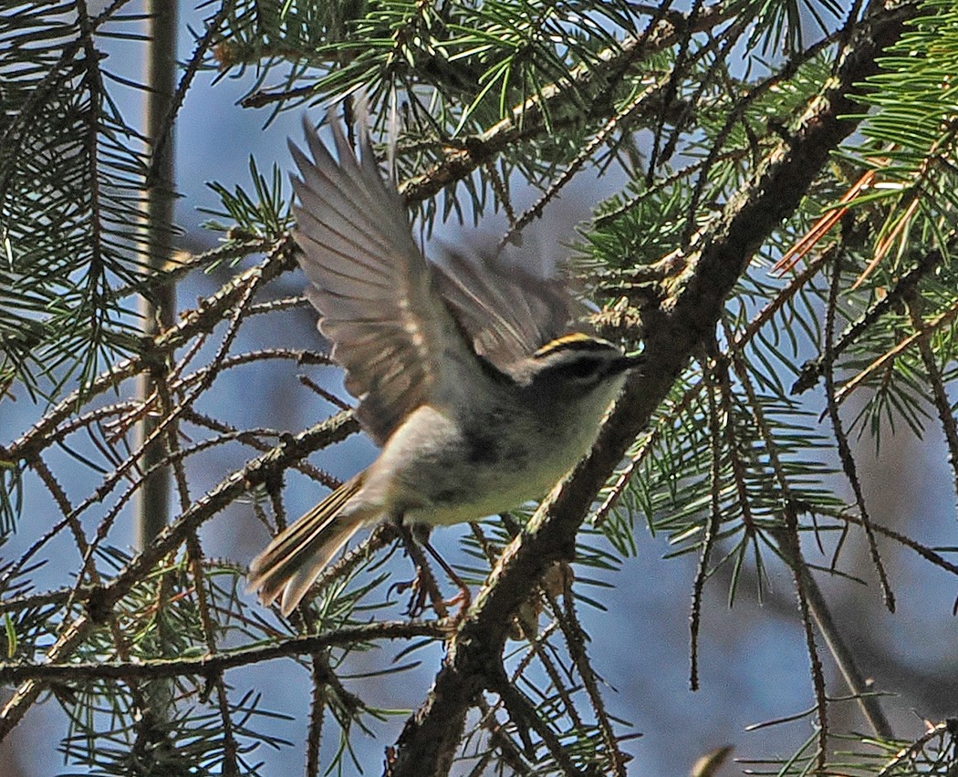 Roitelet à couronne dorée - ML617313047