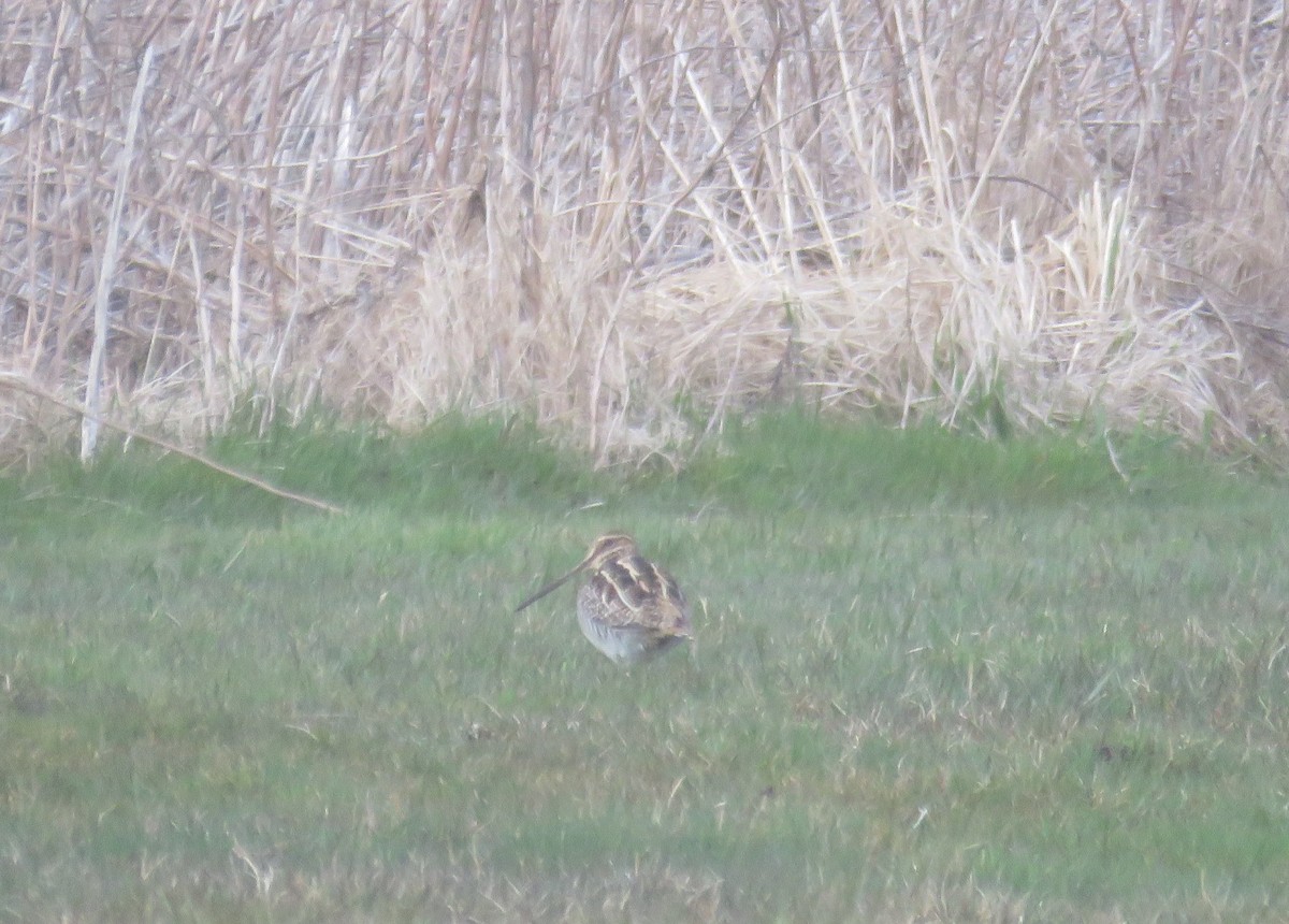 Wilson's Snipe - Mary Ess-Why