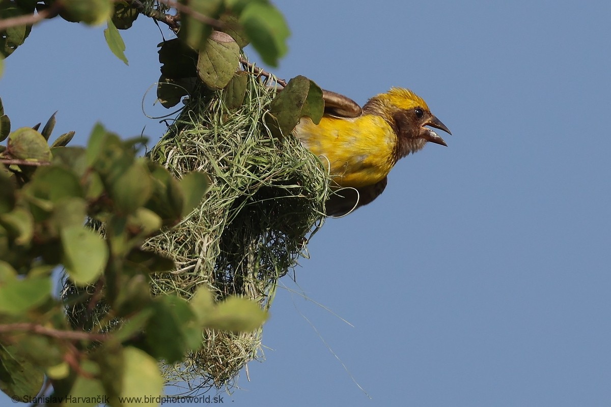 Baya Weaver - Stanislav Harvančík