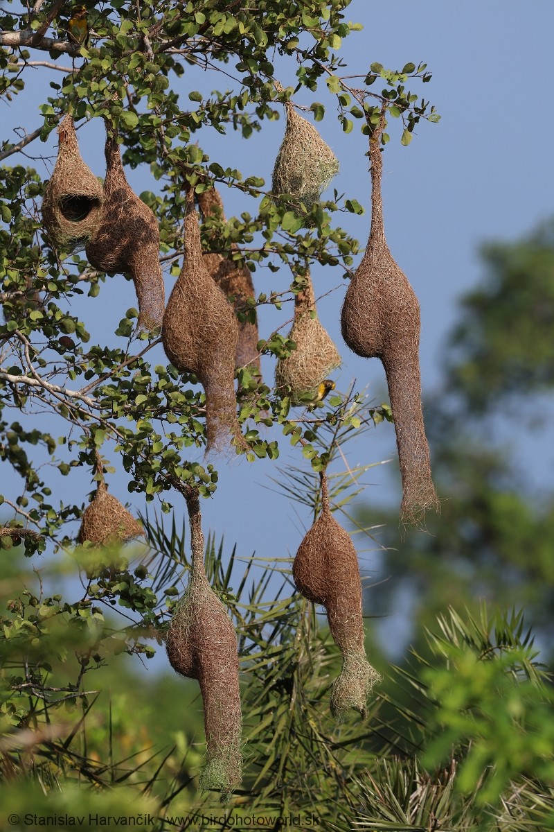 Baya Weaver - Stanislav Harvančík