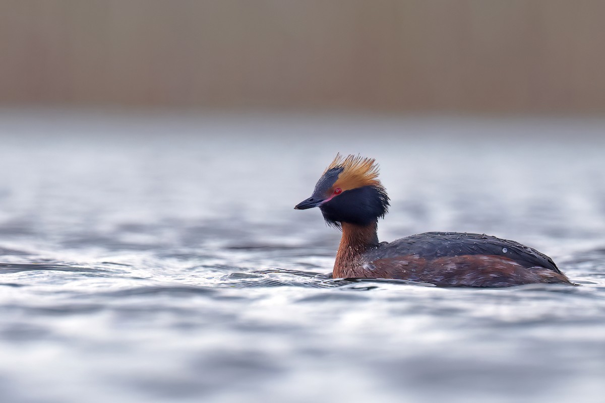 Horned Grebe - ML617313064