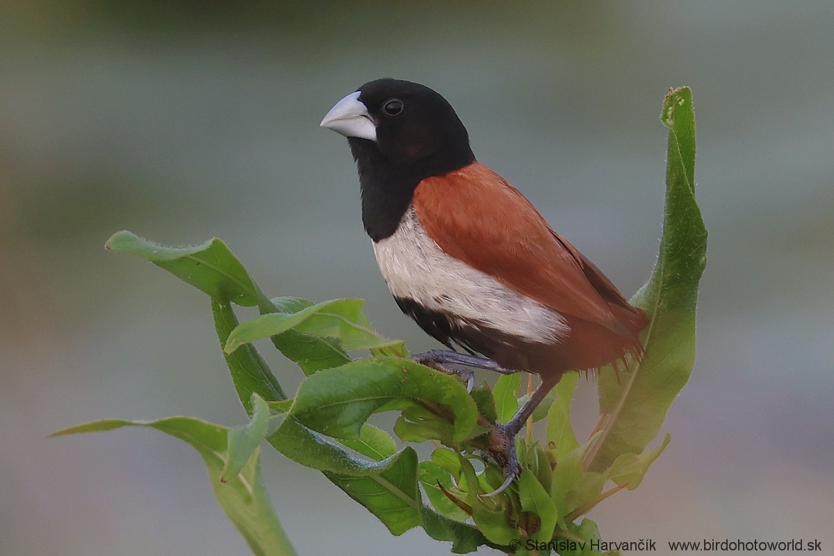 Tricolored Munia - Stanislav Harvančík