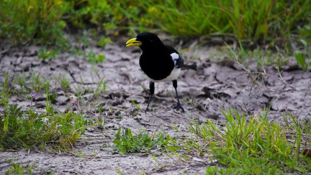 Yellow-billed Magpie - ML617313079