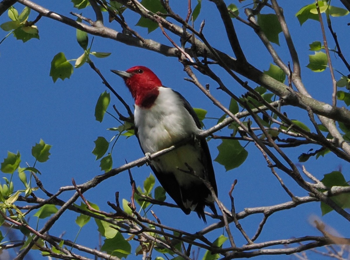 Red-headed Woodpecker - ML617313088