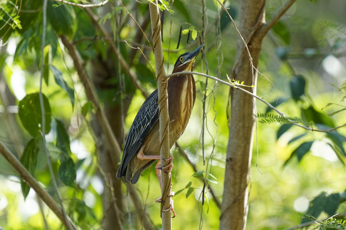 Green Heron - Holger Teichmann