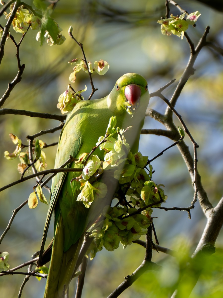 Rose-ringed Parakeet - ML617313127