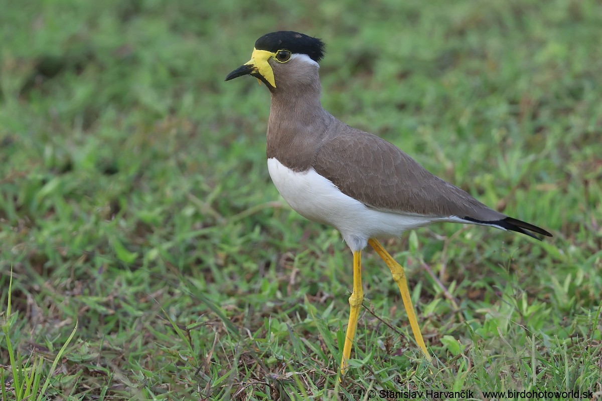 Yellow-wattled Lapwing - ML617313134