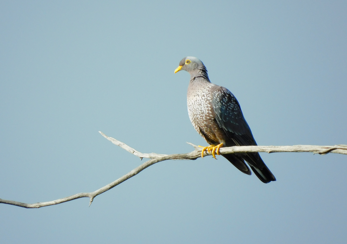 Pigeon rameron - ML617313210