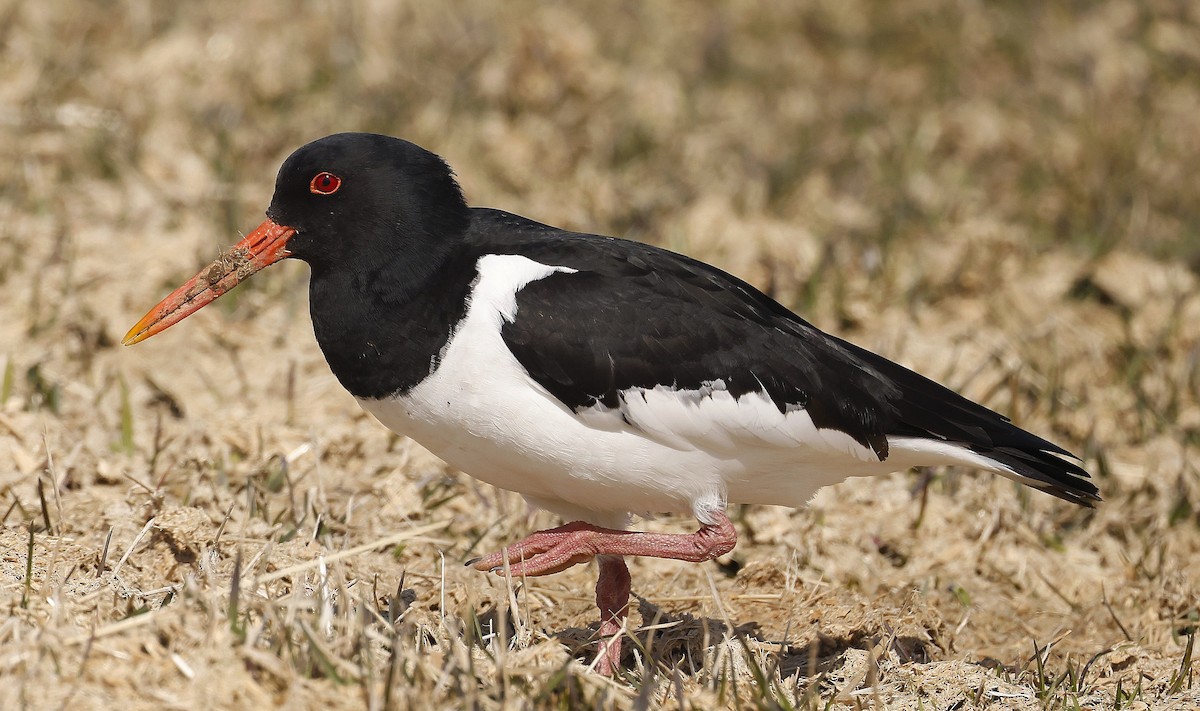 Eurasian Oystercatcher - ML617313225