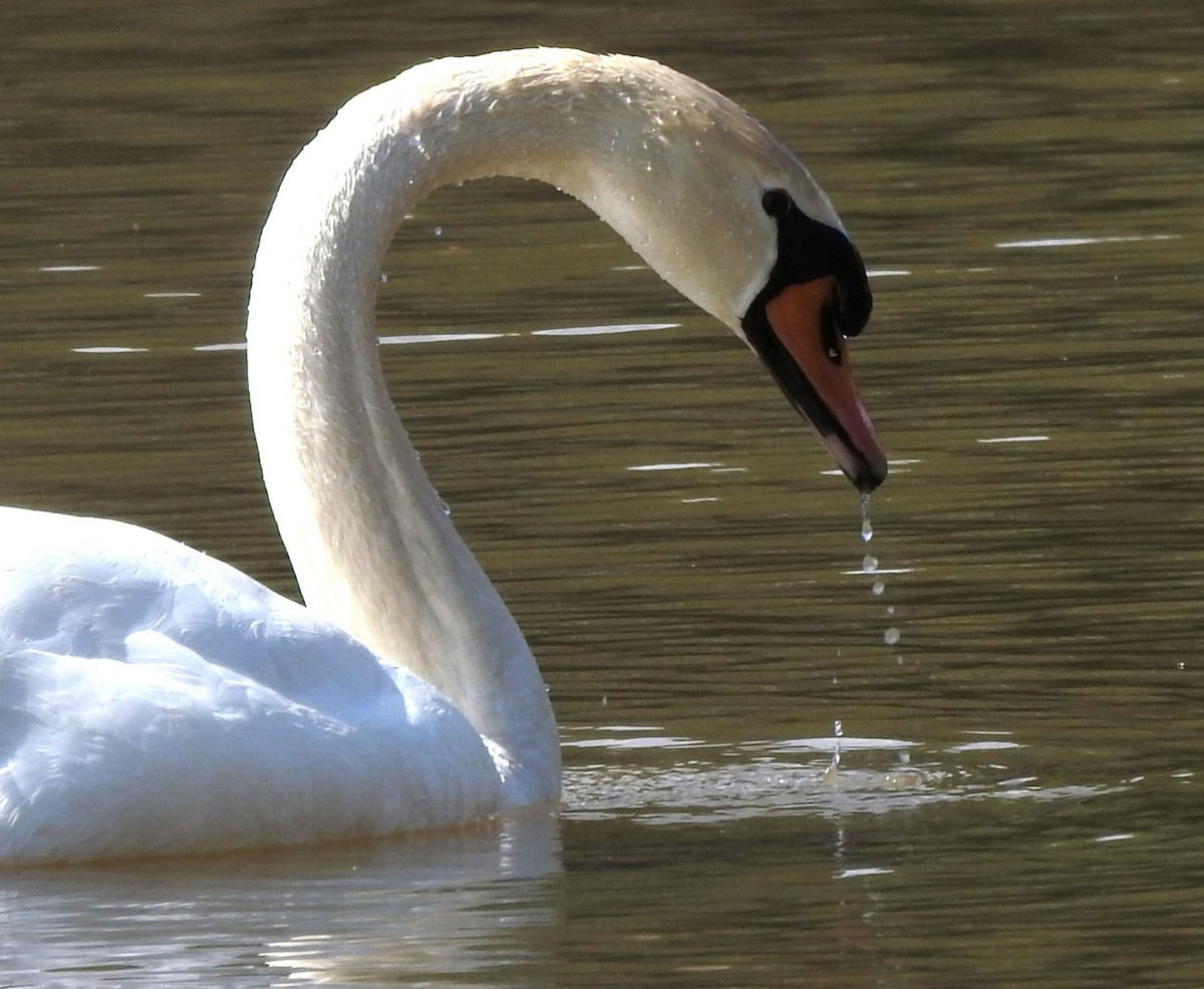 Mute Swan - ML617313238