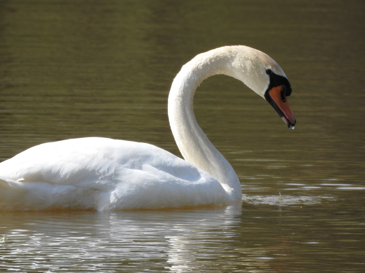 Mute Swan - ML617313239