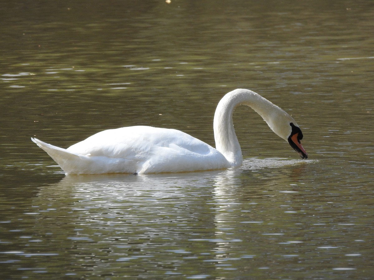Mute Swan - ML617313241