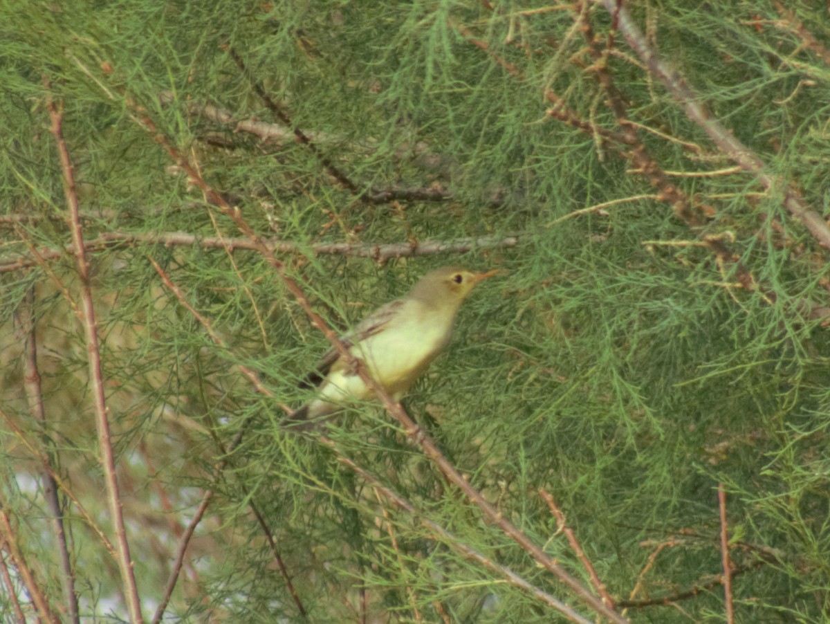 Icterine Warbler - ML617313292