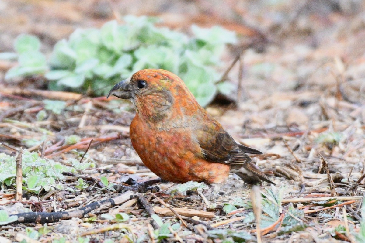 Red Crossbill - ML617313364