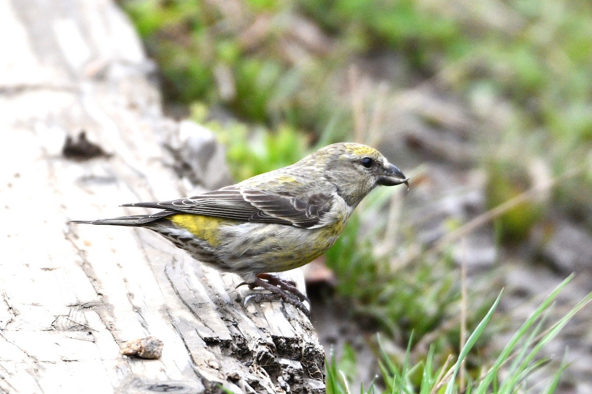 Red Crossbill - ML617313387