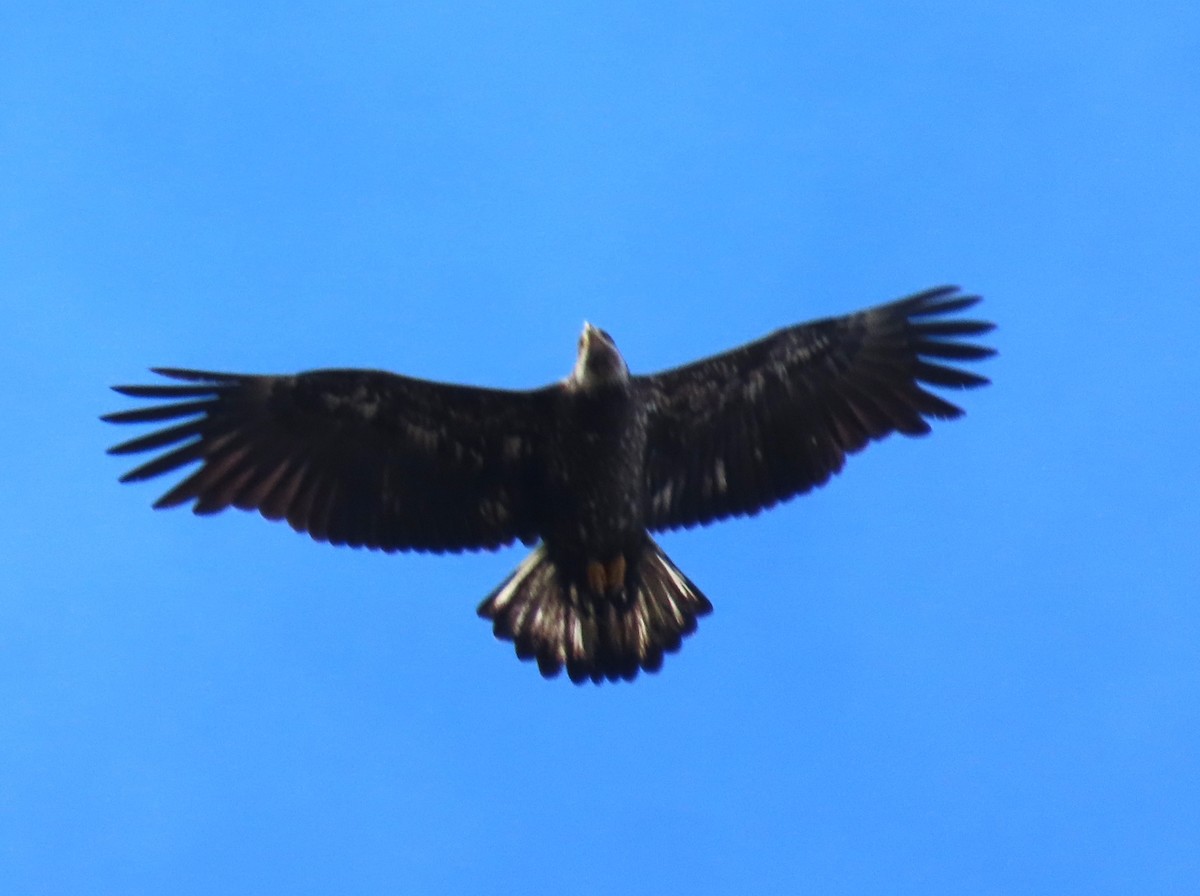 Bald Eagle - ML617313401