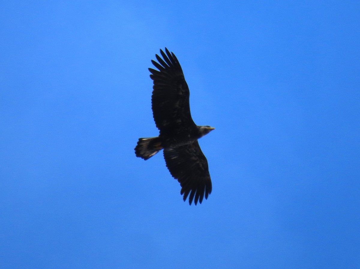 Bald Eagle - ML617313403