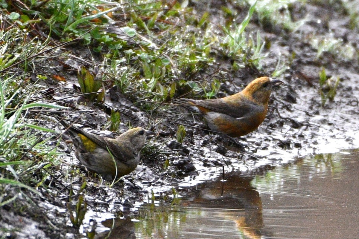 Red Crossbill - ML617313409