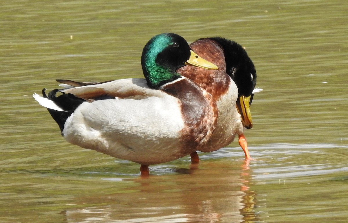 Mallard - ML617313422