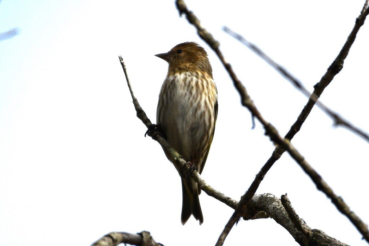 Pine Siskin - ML617313426