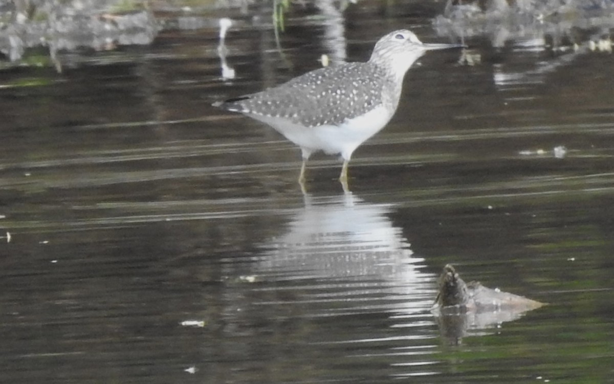 Solitary Sandpiper - ML617313436