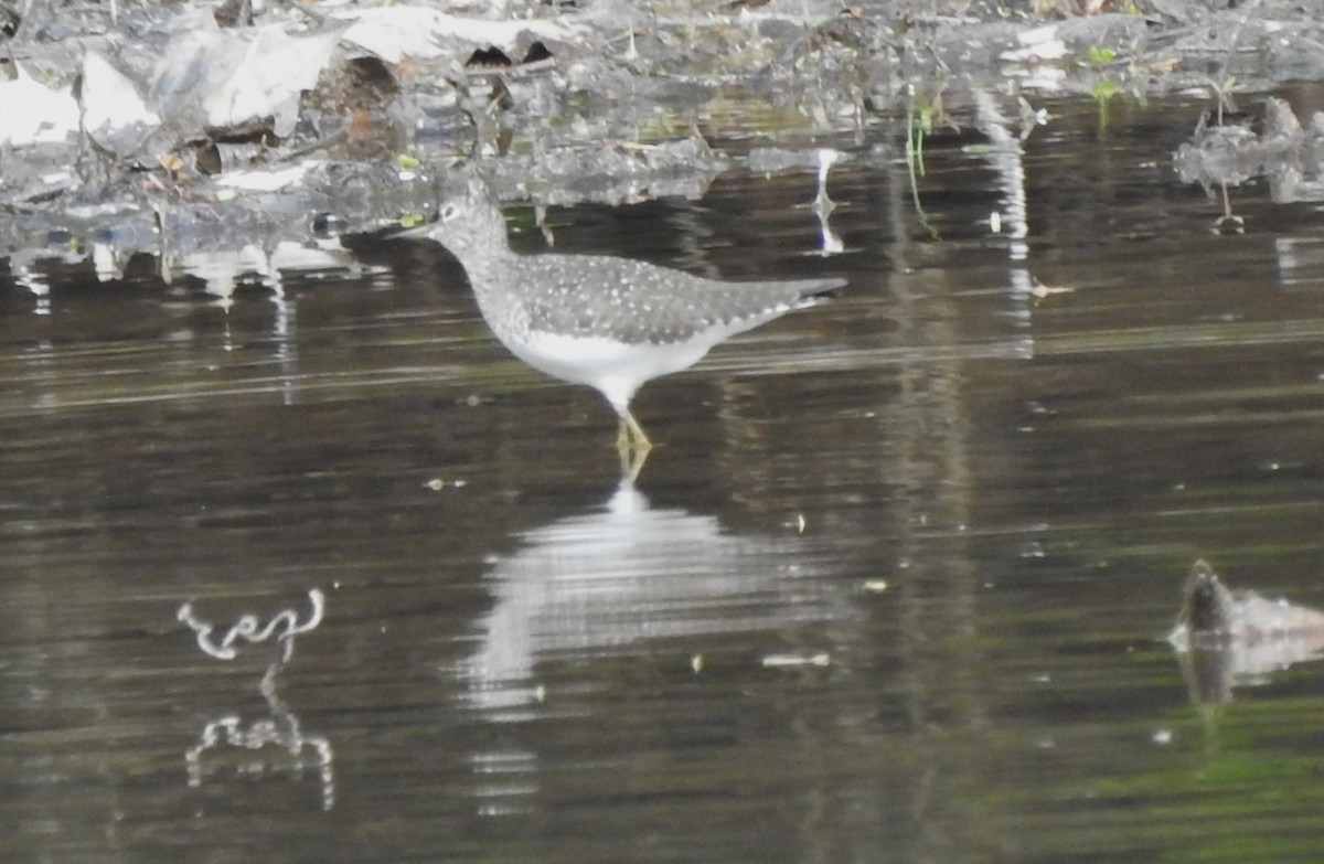 Solitary Sandpiper - ML617313437
