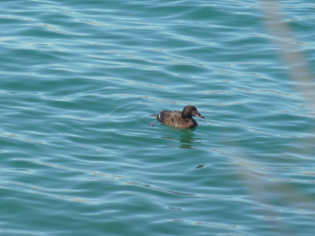 White-winged Scoter - ML617313438