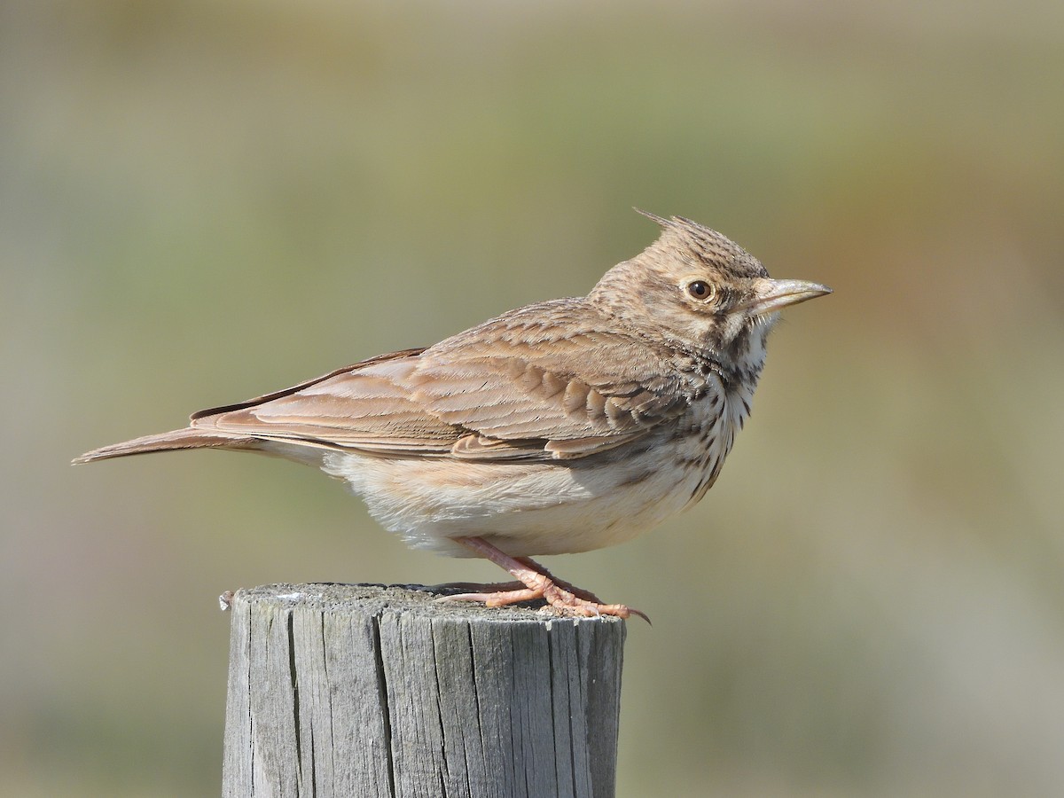 Crested Lark - ML617313471