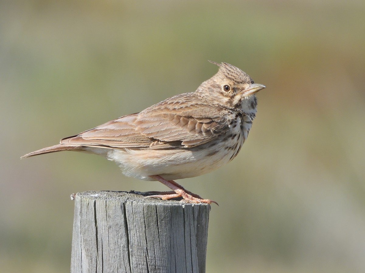 Crested Lark - Antonio Tamayo