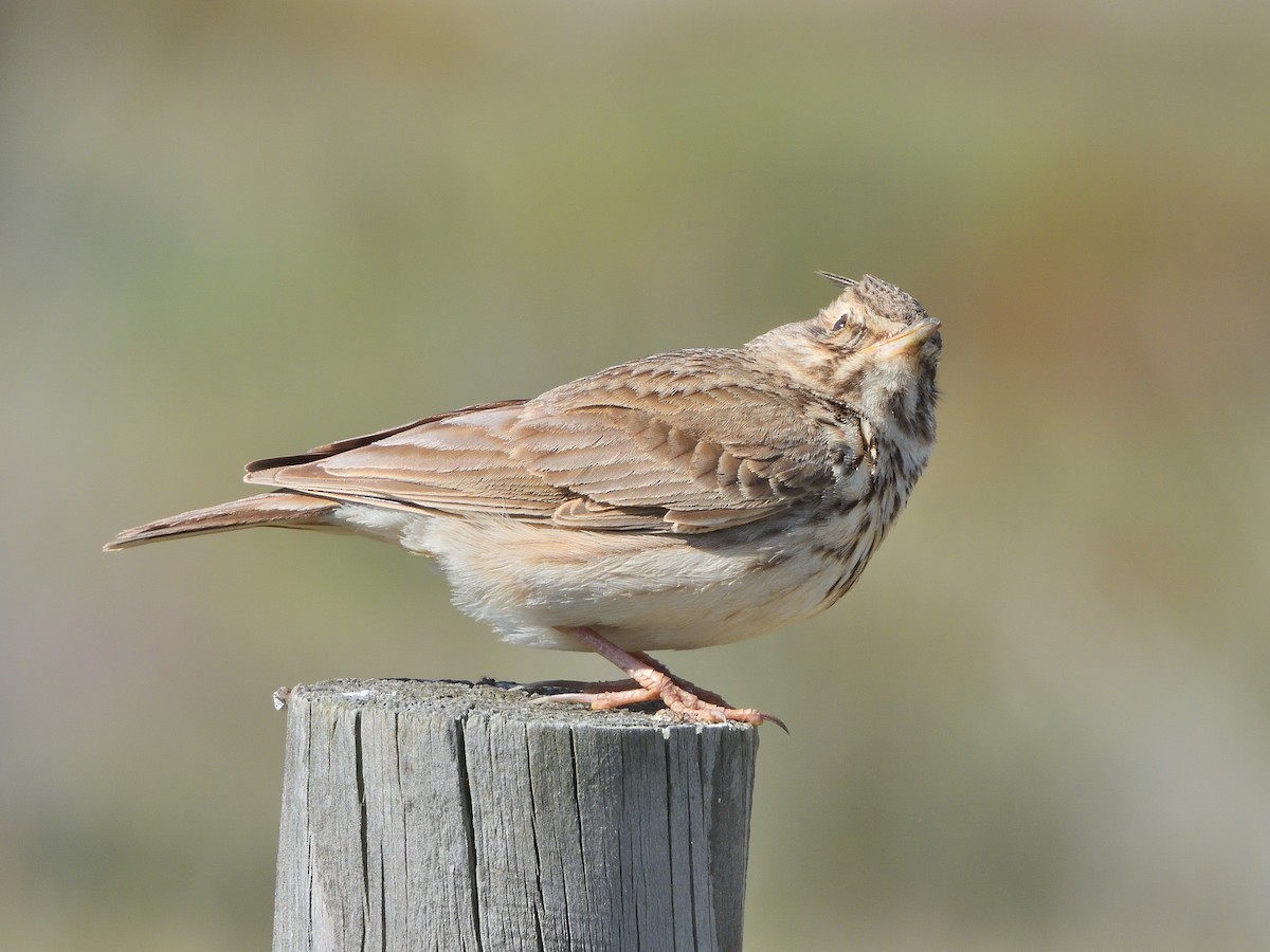 Crested Lark - ML617313473