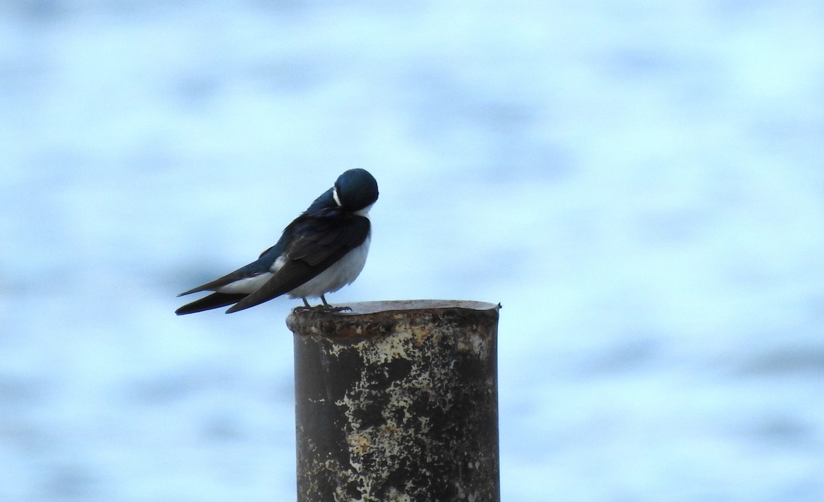 Tree Swallow - ML617313478