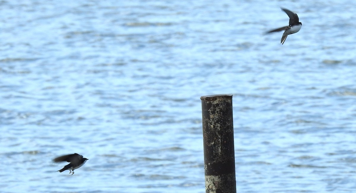 Tree Swallow - ML617313495