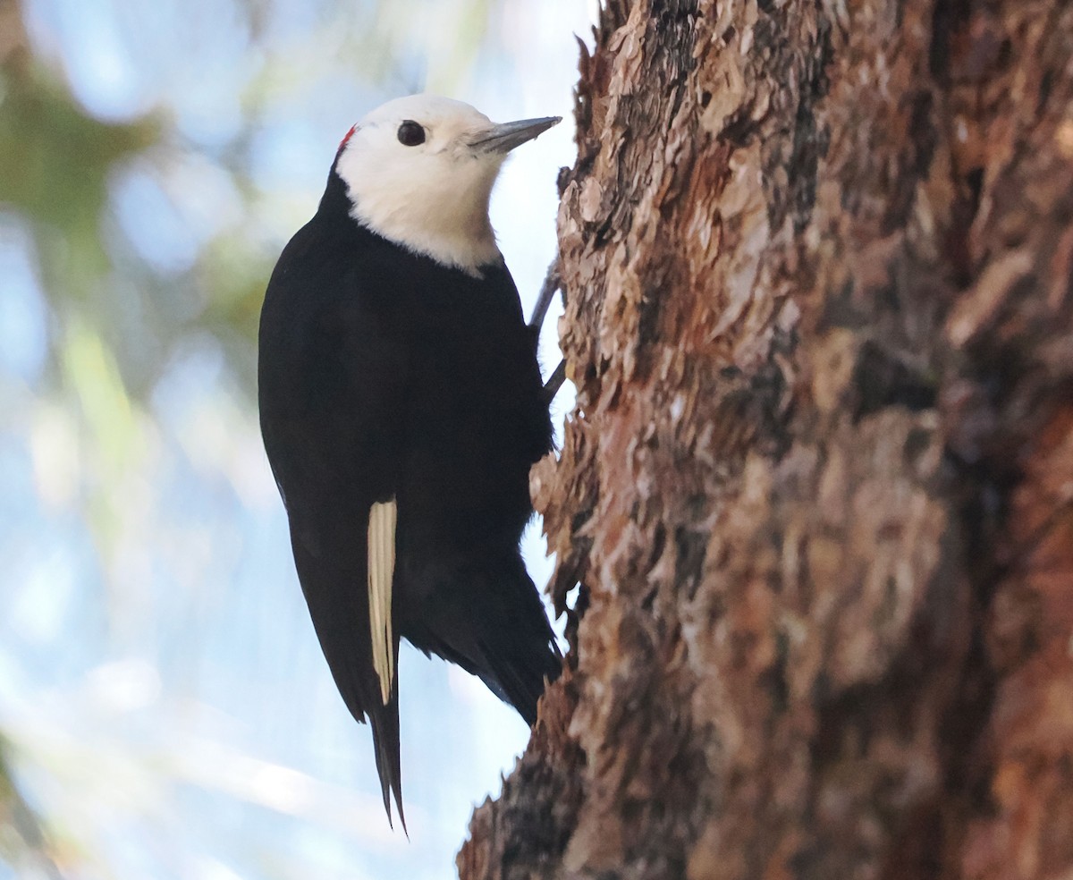White-headed Woodpecker - Paul Linton