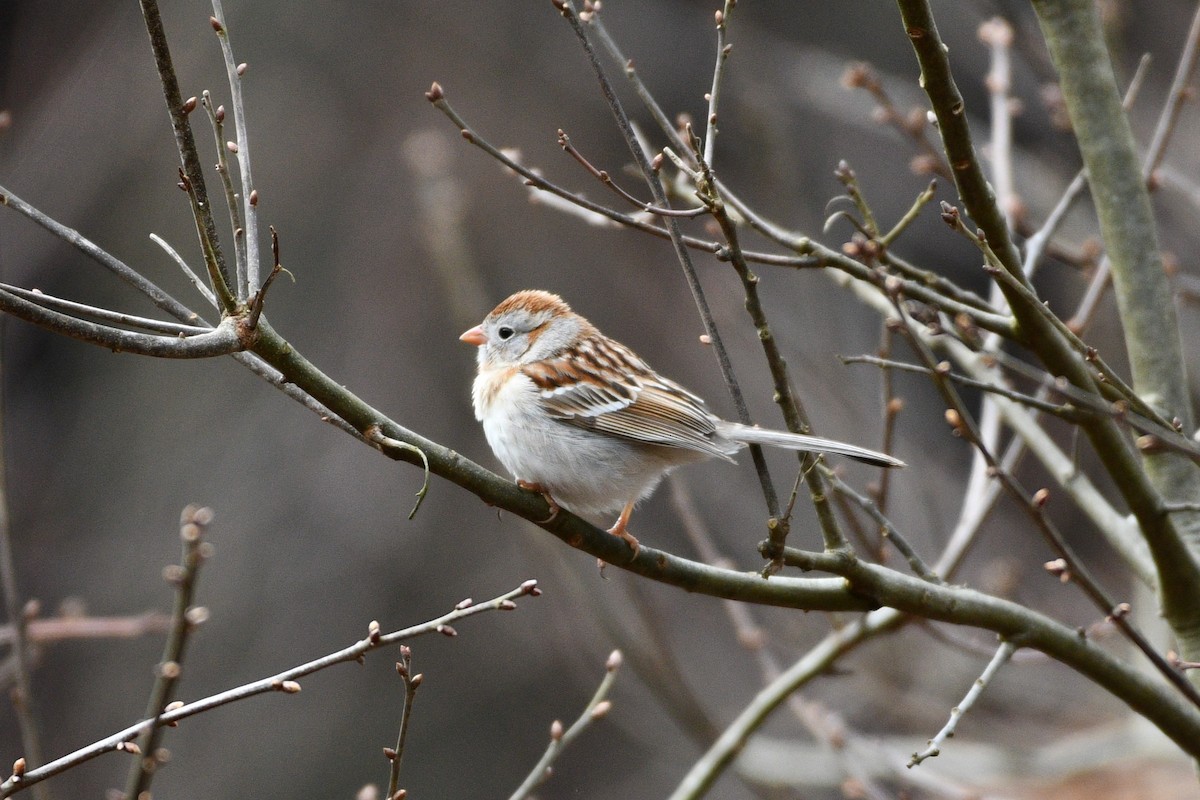 Field Sparrow - ML617313510