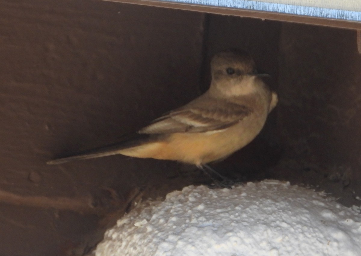 Say's Phoebe - ML617313517