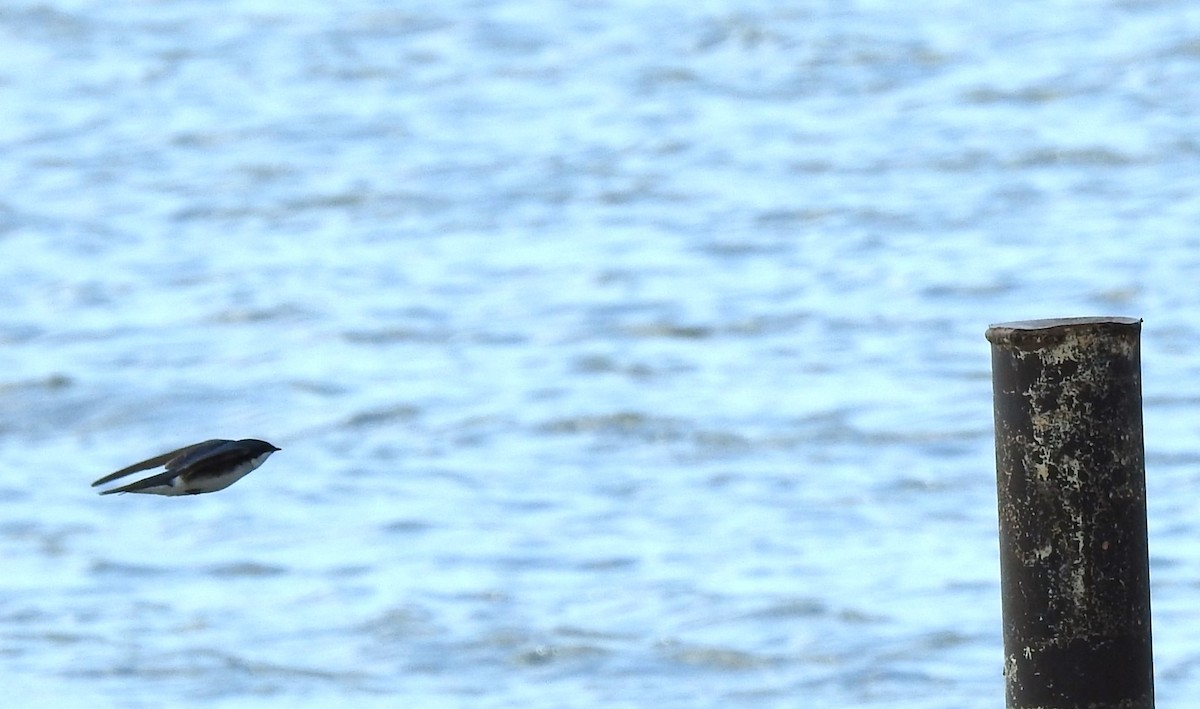 Tree Swallow - ML617313526