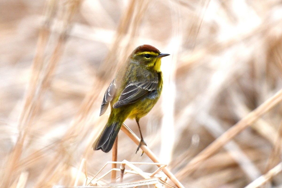 Palm Warbler - ML617313534