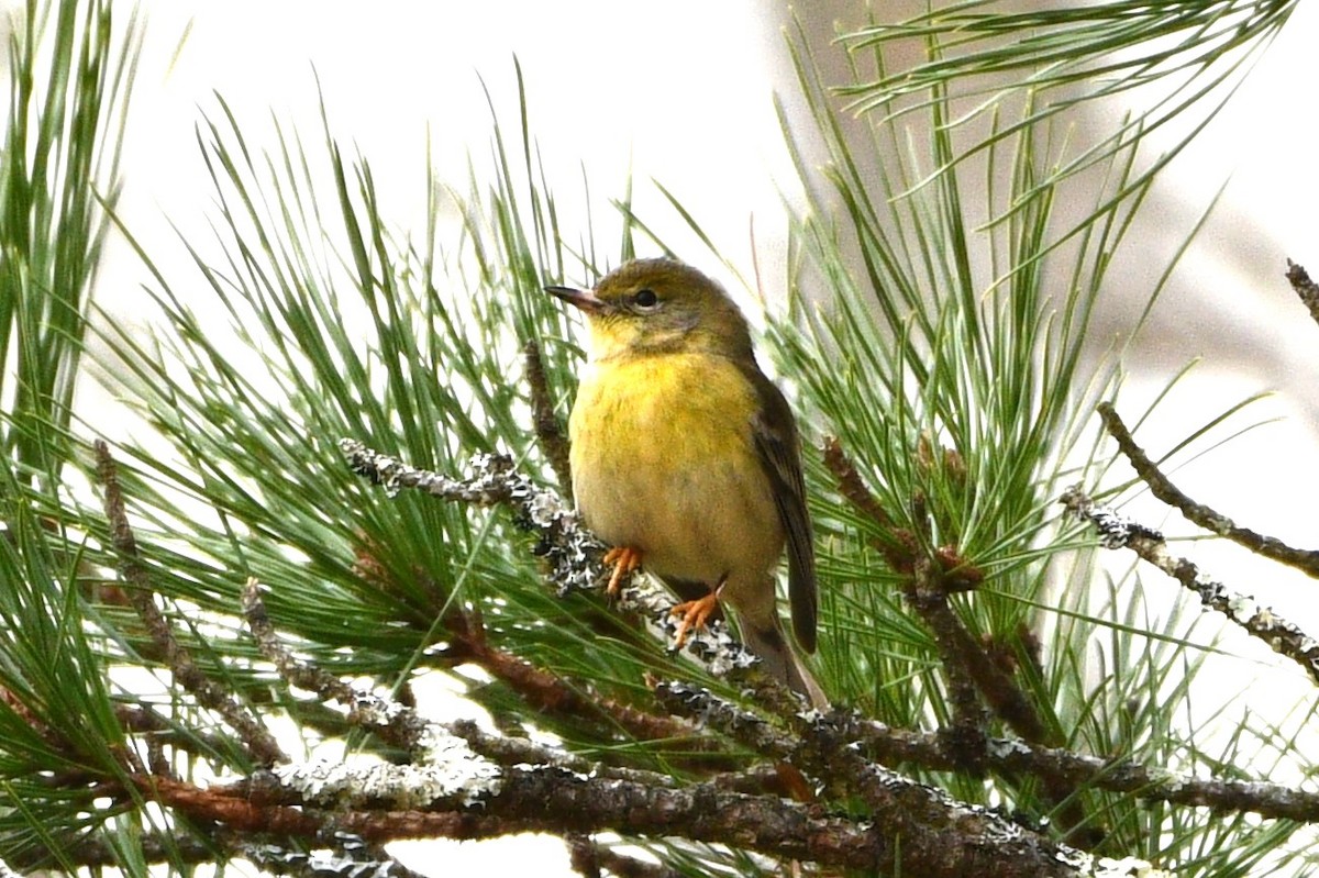 Pine Warbler - Steve Ruscito