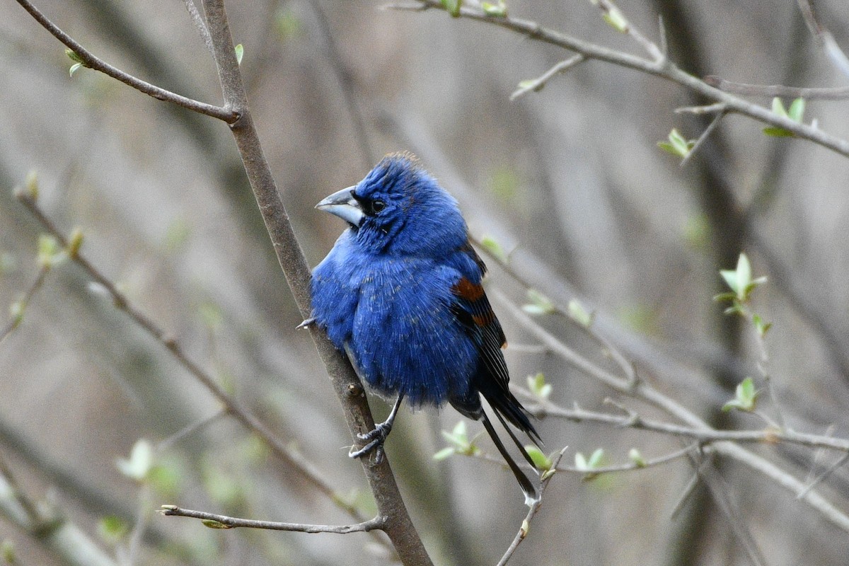 Blue Grosbeak - ML617313556