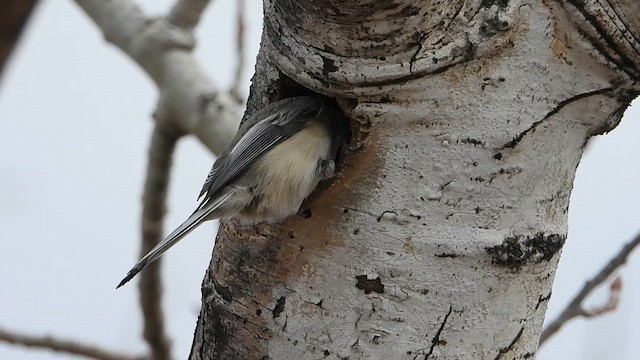 Mésange à tête noire - ML617313559